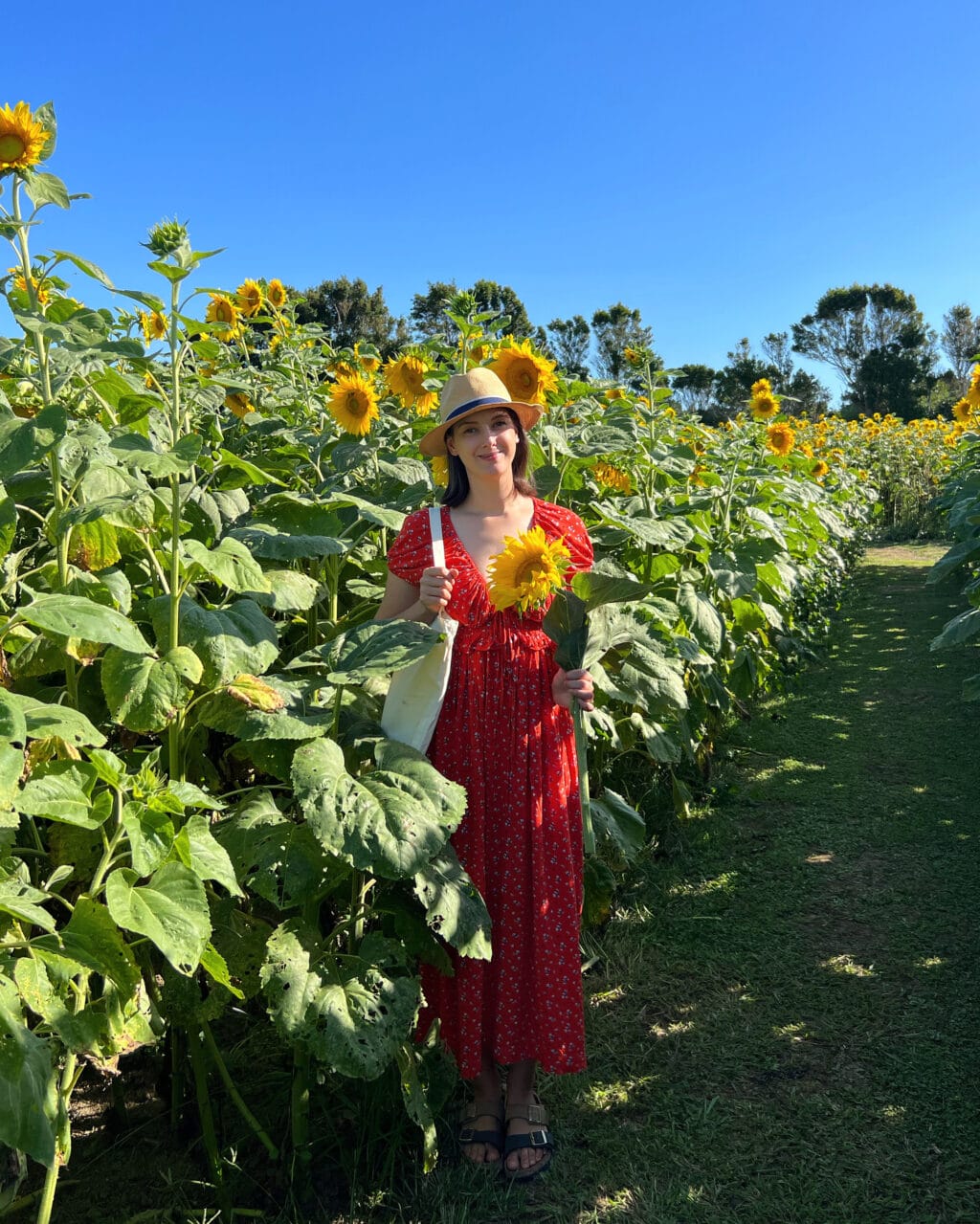 Danijela in a sunflower field